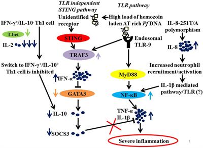 Integrative Approaches to Understand the Mastery in Manipulation of Host Cytokine Networks by Protozoan Parasites with Emphasis on Plasmodium and Leishmania Species